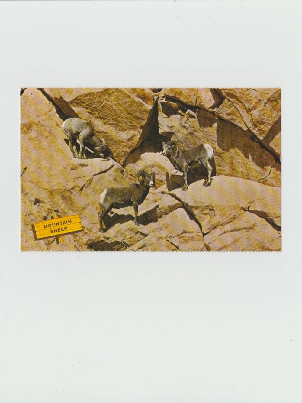 Rocky Mountain Sheep Postcard